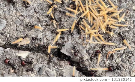 The video highlights a colony of black ants working together, feeding 131580145