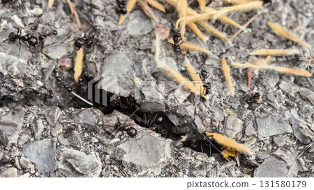 Video highlights black ants foraging and navigating diverse terrains Video highlights black ants foraging and navigating diverse terrains 131580179