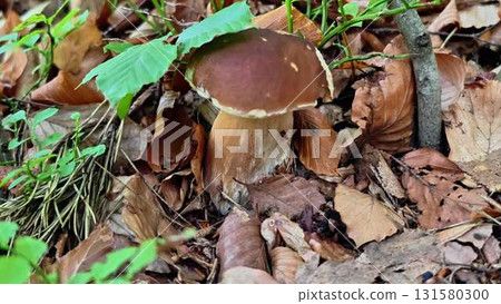 A Beautiful and Colorful Mushroom Growing in a Picturesque Forest Setting Surrounded by Nature 131580300