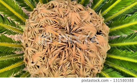 This image shows a top view of a stunning Cycad plant with vibrant green leaves and brown cones This image shows a top view of a stunning Cycad plant with vibrant green leaves and brown cones 131580388