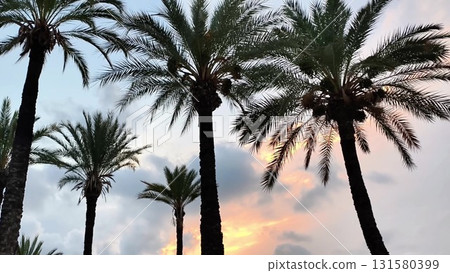 Stunning Palm Trees Silhouetted Against a Colorful Sunset Sky Creating a Beautiful Scene 131580399