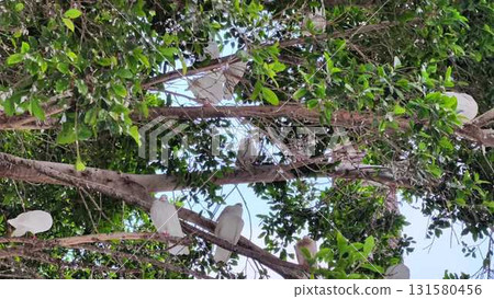 A Serene Tree Scene featuring Elegant White Birds Among Lush and Vibrant Greenery 131580456