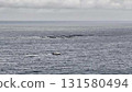 A beautiful boat is slowly approaching a lively pod of joyful dolphins in the vast open ocean 131580494