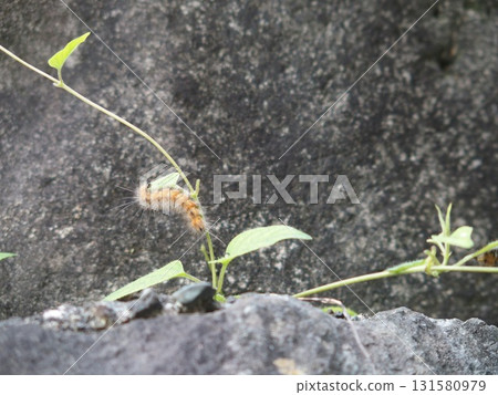 Caterpillar 131580979