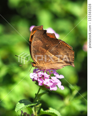 Buckeyes (Autumn type) 131581028