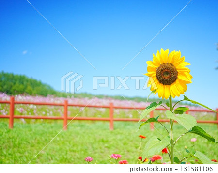 在太陽之丘遠輕公園欣賞北海道的壯麗景色 在太陽之丘遠輕公園欣賞北海道的壯麗景色 131581106