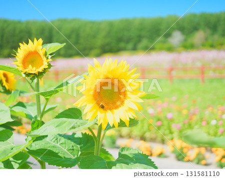 Spectacular views of Hokkaido at Taiyo no Oka Engaru Park 131581110