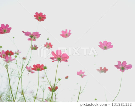 Beautiful Cosmos 131581132