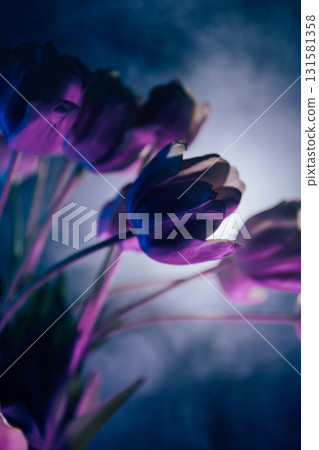 Neon Purple Tulips in Artistic Lighting 131581358