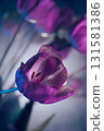 Neon Purple Tulips in Artistic Lighting 131581386