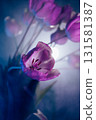 Neon Purple Tulips in Artistic Lighting 131581387