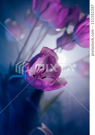 Neon Purple Tulips in Artistic Lighting Neon Purple Tulips in Artistic Lighting 131581387