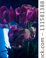 Neon Purple Tulips in Artistic Lighting 131581388