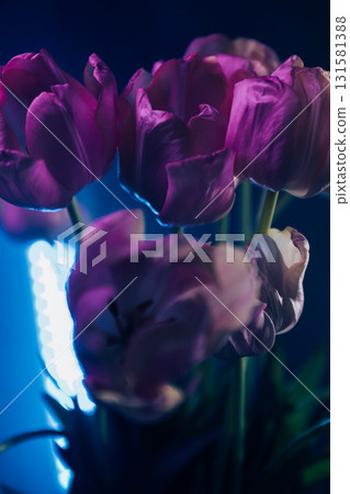 Neon Purple Tulips in Artistic Lighting Neon Purple Tulips in Artistic Lighting 131581388