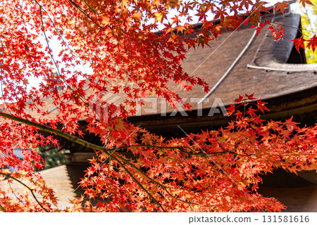 Jogyoji秋葉 131581616