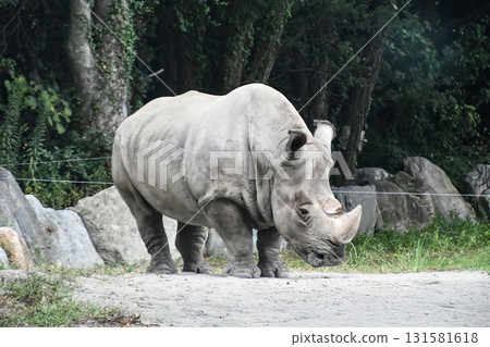 Southern white rhinoceros 131581618