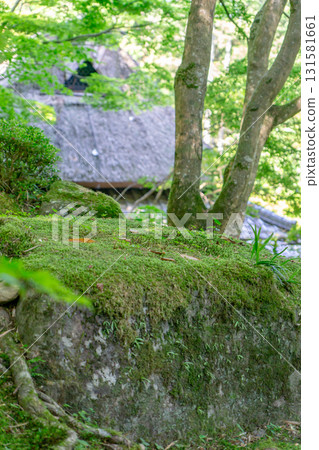Moss garden by Kobori Enshu at an ancient temple in Omihachiman Moss garden by Kobori Enshu at an ancient temple in Omihachiman 131581661