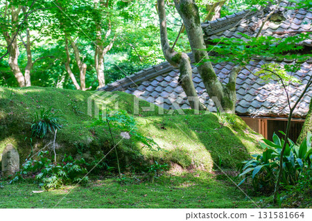 Moss garden by Kobori Enshu at an ancient temple in Omihachiman Moss garden by Kobori Enshu at an ancient temple in Omihachiman 131581664