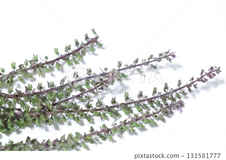 Photo of perilla seeds Photo of perilla seeds 131581777