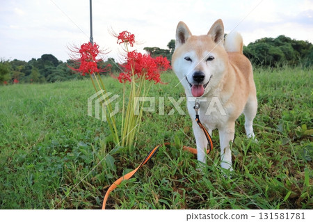 Shiba Inu Shiba Inu 131581781