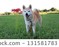 Shiba Inu 131581783