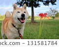 Shiba Inu 131581784