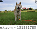 Shiba Inu 131581785