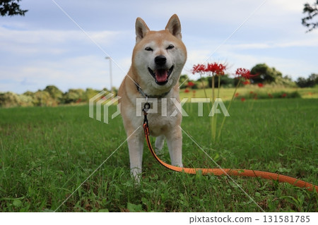 Shiba Inu Shiba Inu 131581785