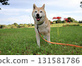 Shiba Inu 131581786