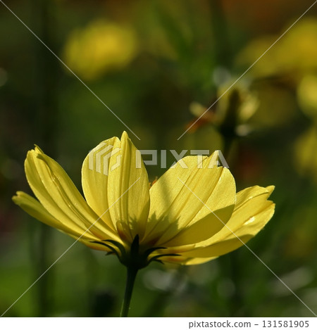 Cosmos close-up Cosmos close-up 131581905