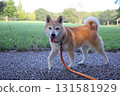 Shiba Inu 131581929