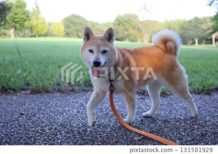 Shiba Inu Shiba Inu 131581929