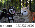 Shiba Inu 131581930