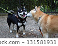 Shiba Inu 131581931