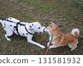 Shiba Inu 131581932