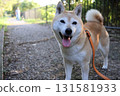 Shiba Inu 131581933
