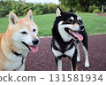 Shiba Inu 131581934