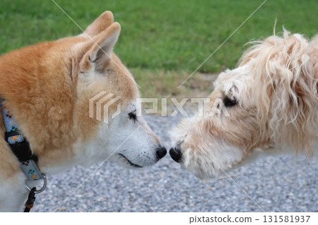 Shiba Inu 131581937