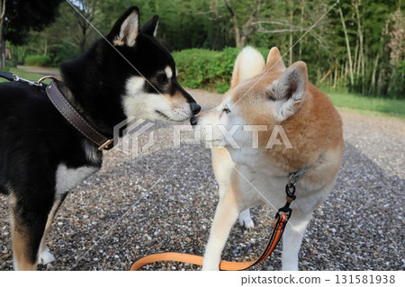 Shiba Inu Shiba Inu 131581938