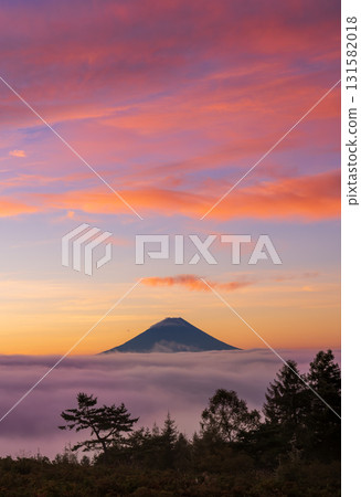 Mt. Fuji floating in the morning glow of the morning glow from Mt. Amari Mt. Fuji floating in the morning glow of the morning glow from Mt. Amari 131582018
