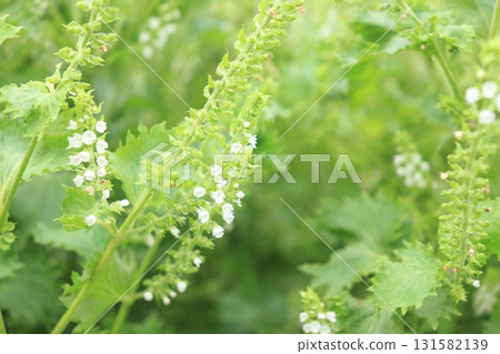 藍色紫蘇花的照片 131582139