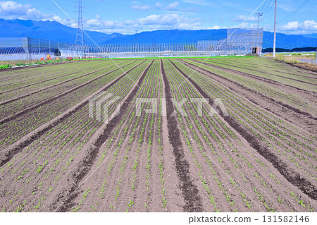 Neatly arranged vegetables in the Akagi Plateau vegetable fields at Showa Village 131582146