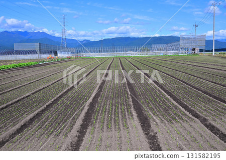 Neatly arranged vegetables in the Akagi Plateau vegetable fields at Showa Village 131582195