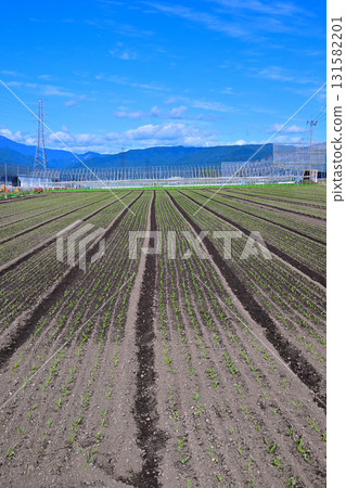 昭和村赤城高原菜田裡整齊排列的蔬菜 131582201