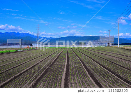 Neatly arranged vegetables in the Akagi Plateau vegetable fields at Showa Village 131582205