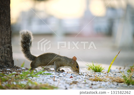 Beautiful wild gray squirrel in summer town park 131582262