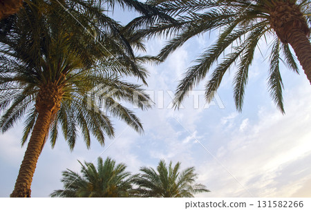 Beautiful green coconut palm trees on tropical beach against blue sky. Summer vacation concept 131582266