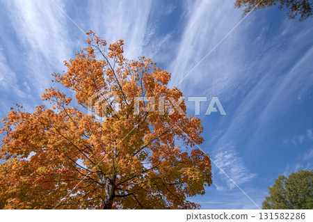 Autumn forest leaves landscape on autumnal background. Colorful foliage in the park 131582286