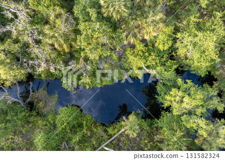 Aerial view of wild tropical nature with dense green rainforest. Florida jungles with palm trees, wetland river and vegetation in southern USA 131582324