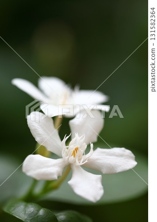 錫蘭文化花 131582364